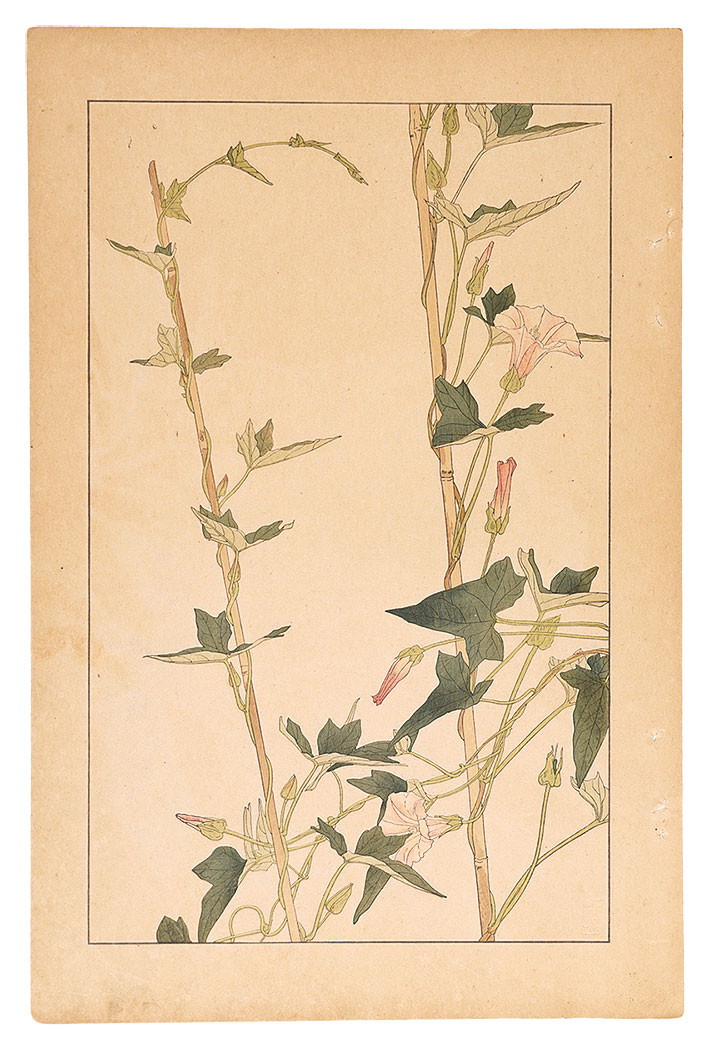Sugiura Hisui “Calystegia Hederacea”
