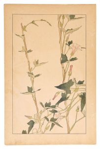 Sugiura Hisui / Calystegia Hederacea