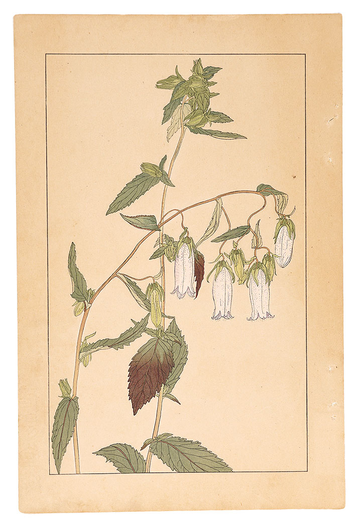 Sugiura Hisui “Bell Flower”