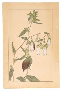 Sugiura Hisui / Bell Flower