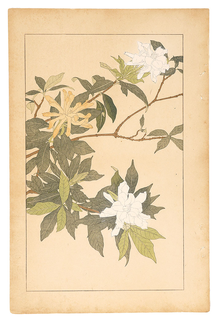 Sugiura Hisui “Gardenia”