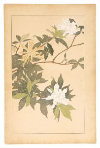 Sugiura Hisui / Gardenia