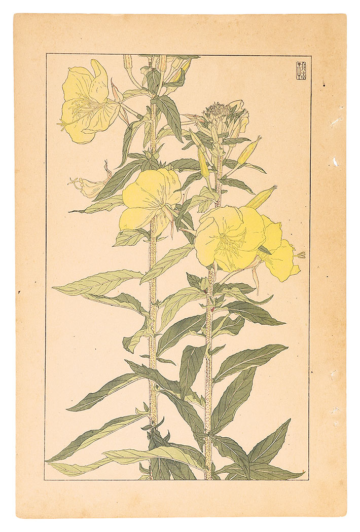 Sugiura Hisui “Evening Primrose”