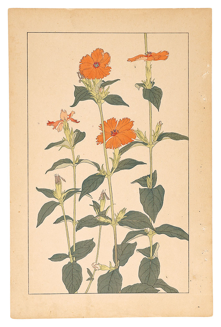 Sugiura Hisui “Lychnis Coronata”