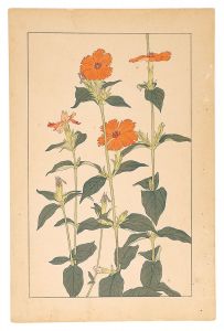 Sugiura Hisui / Lychnis Coronata