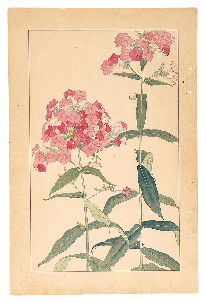 Sugiura Hisui “Phlox Paniculata”