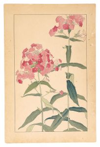 Sugiura Hisui / Phlox Paniculata