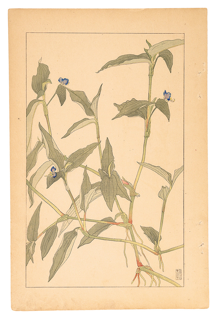 Sugiura Hisui “Commelina Communis”