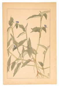 Sugiura Hisui / Commelina Communis