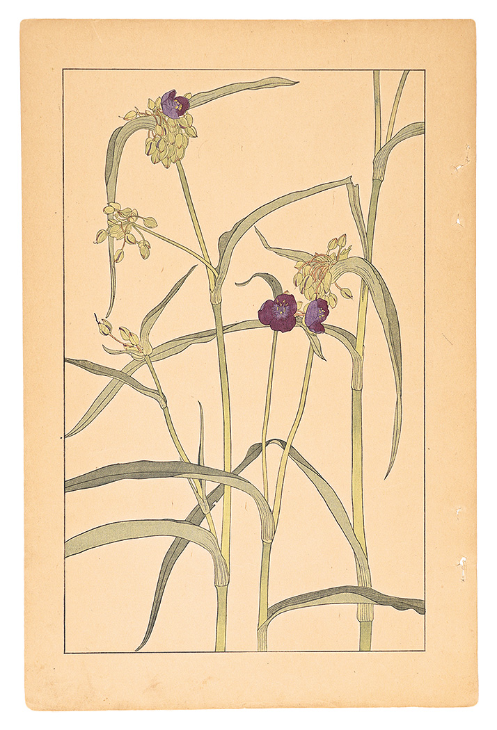 Sugiura Hisui “Tradescantia Virginica”