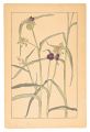 Tradescantia Virginica