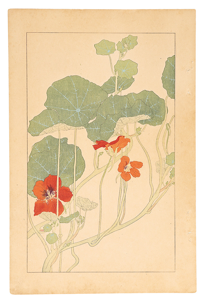 Sugiura Hisui “Tropaeolum Majus”