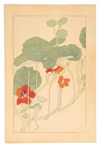 Sugiura Hisui / Tropaeolum Majus