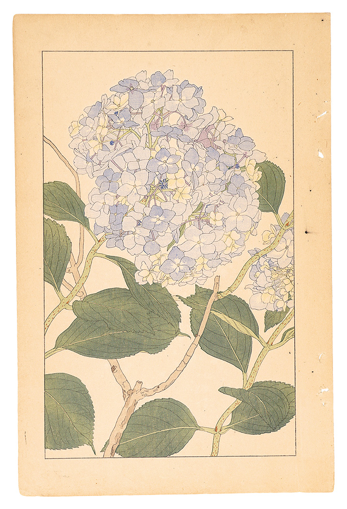 Sugiura Hisui “Hydrangea”