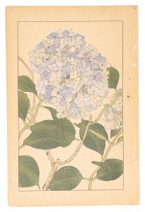 Sugiura Hisui / Hydrangea