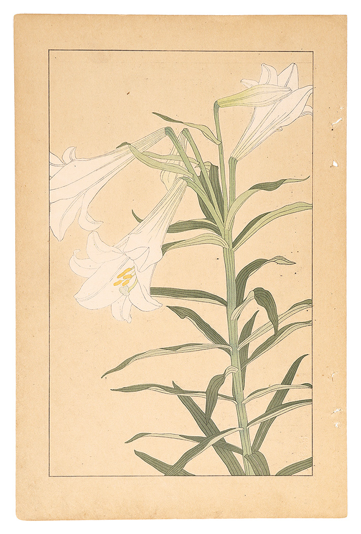Sugiura Hisui “Easter Lily”