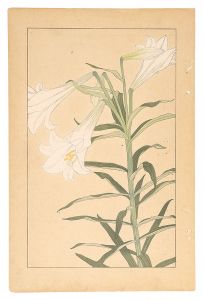 Sugiura Hisui / Easter Lily