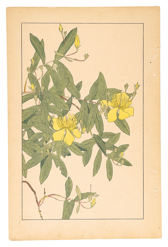 Sugiura Hisui “St. John's wort”