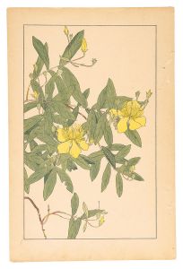 Sugiura Hisui / St. John's wort