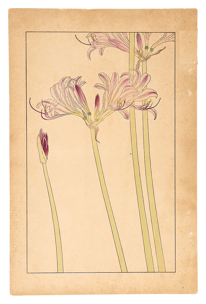 Sugiura Hisui “Resurrection Lily”