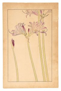 Sugiura Hisui / Resurrection Lily