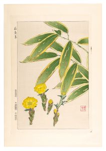 河原崎奨堂「日本の花こよみ　フクジュソウ（福寿草）」