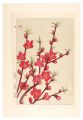 Floral Calendar of Japan / Pea......