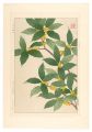 Floral Calendar of Japan / Fra......