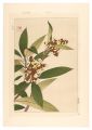 Floral Calendar of Japan / Loq......
