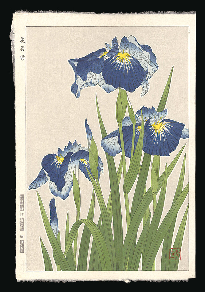Kawarazaki Shodo “Japanese Iris”