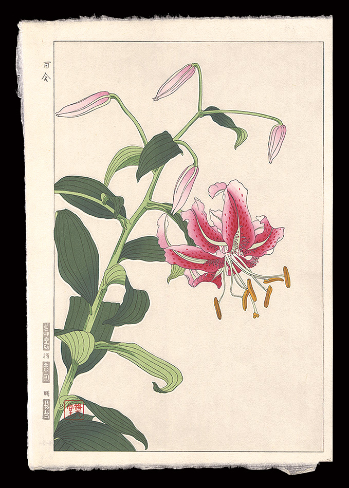 Kawarazaki Shodo “Lily”