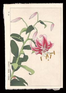 Kawarazaki Shodo / Lily