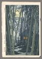 Bamboo in Early Summer