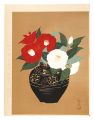 Red and while camelia