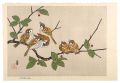 A Fock of Sparrows