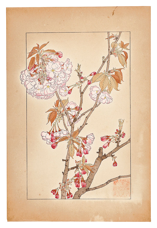 Sugiura Hisui “Double Cherry Blossom”