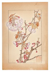 Sugiura Hisui / Double Cherry Blossom