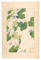 Wild Vine