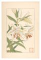 Lilium auratum