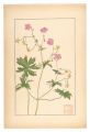Geranium dakuricum, DC