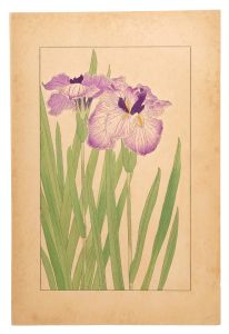 杉浦非水「花菖蒲」