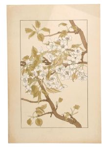 杉浦非水「梨」