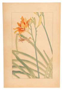 Sugiura Hisui / Day Lily