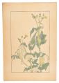 Sow Thistle