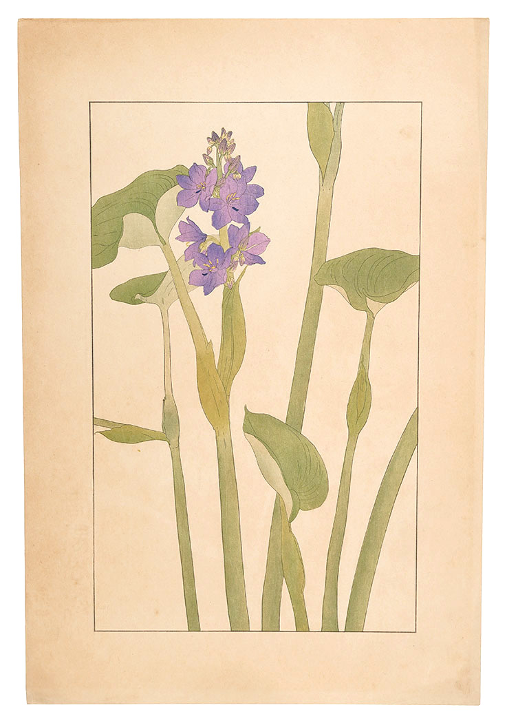 Sugiura Hisui “Mizuaoi”