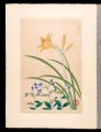 Japanese Alpine Plants / Dayli......