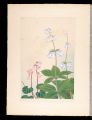 Japanese Alpine Plants / Ladyb......