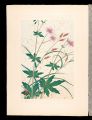 Japanese Alpine Plants / Geran......