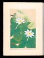 Japanese Alpine Plants / Paris......