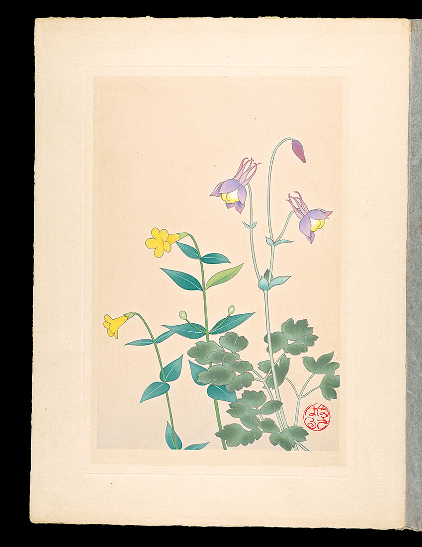Inoue Masaharu “Japanese Alpine Plants / Aquilegia buergeriana and Mimulus sessilifolius”